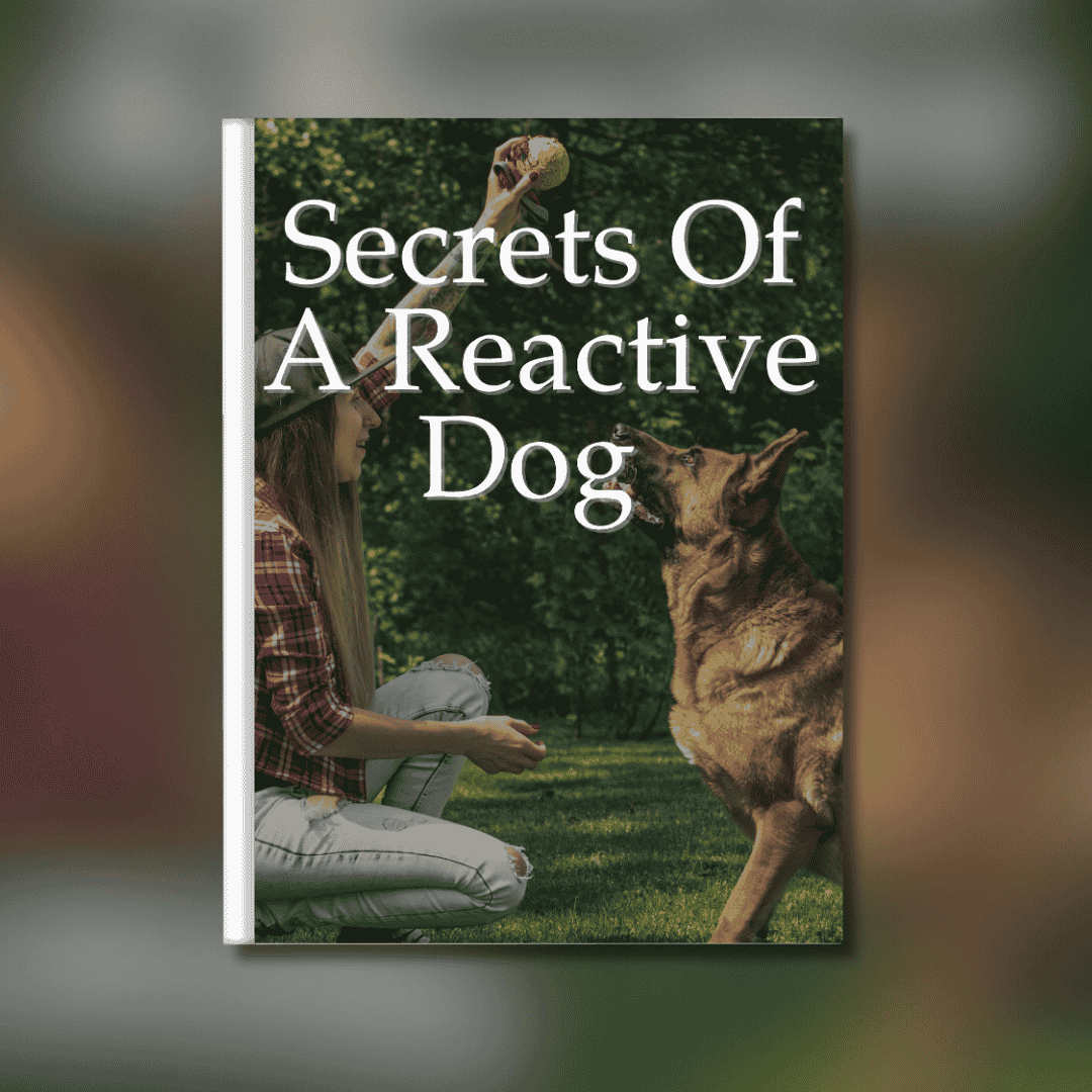 Secrets of a Reactive Dog