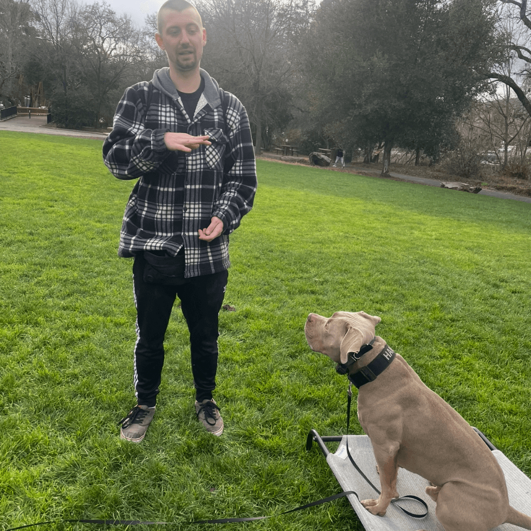 Private puppy training session at park | K9 Courage Dog Training, Manteca CA