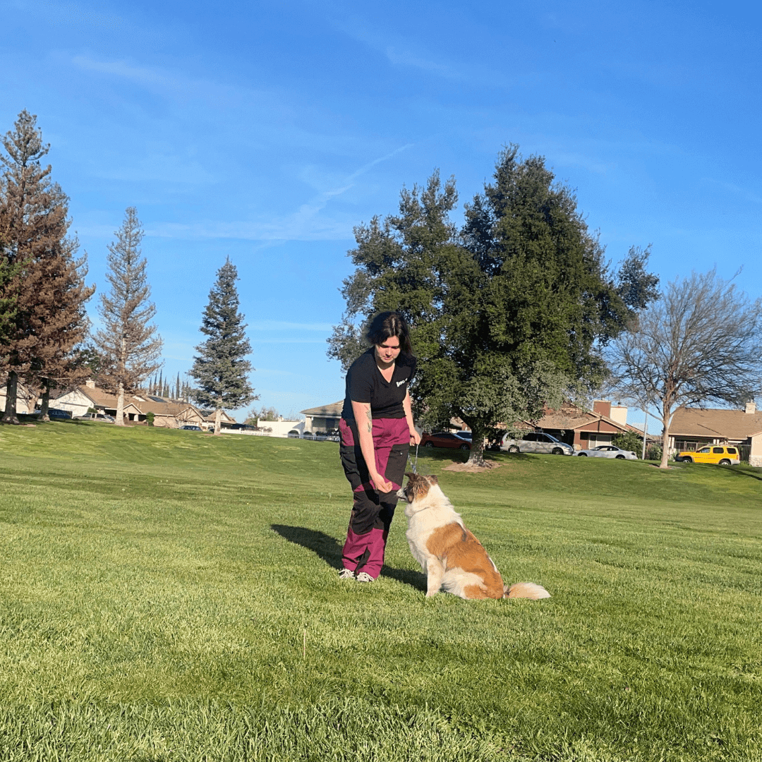 K9 Courage dog trainer working with Border Collie at Curran Grove Park professional dog training in Manteca CA