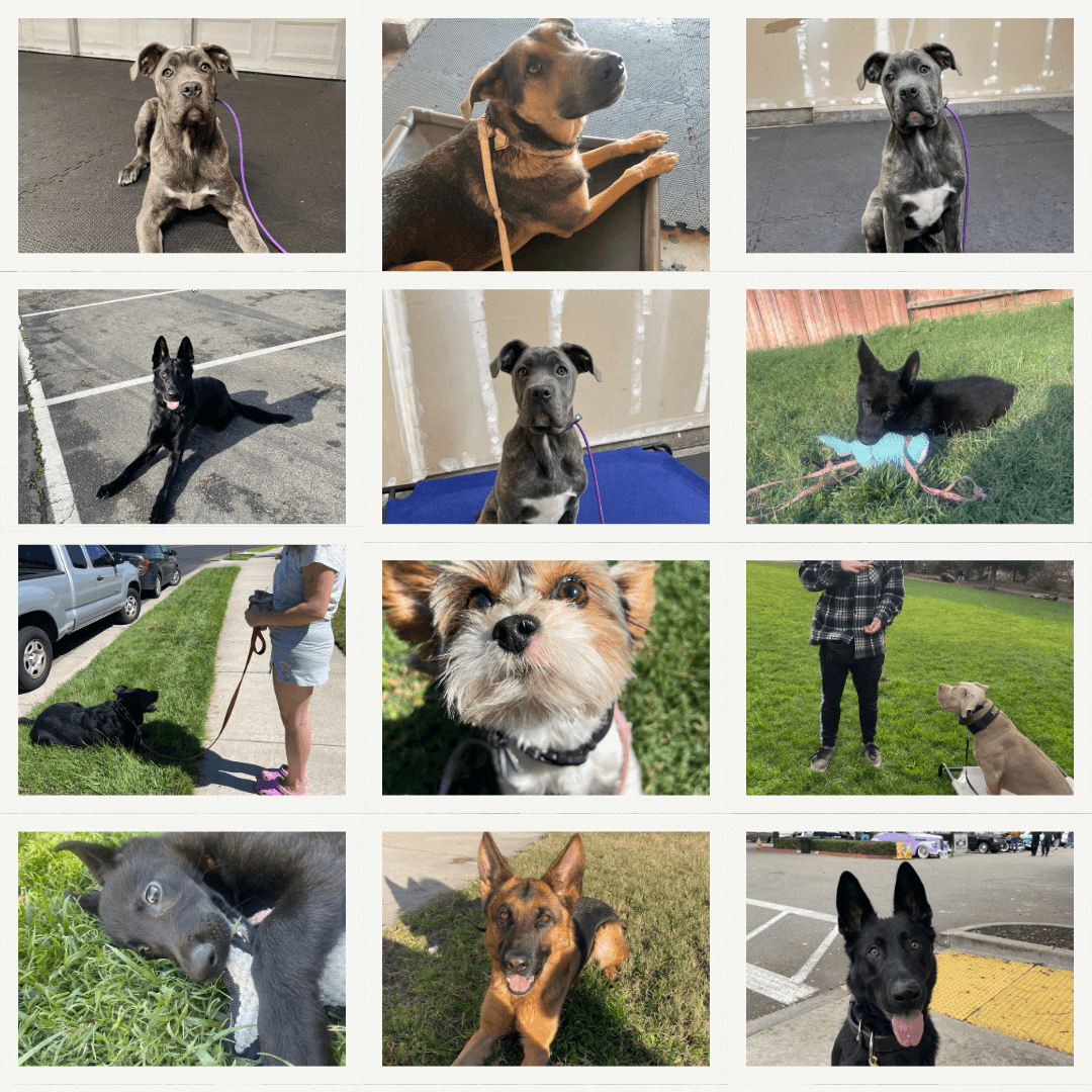 Dogs trained by K9 Courage Dog Training multiple breeds including pit bulls, German Shepherds, and golden retrievers in Manteca CA