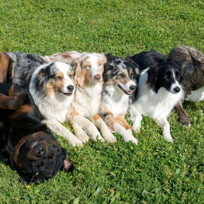 We can train any dog, with any behaviors just look at these obedient pups, trained by the east bays #1 dog trainers