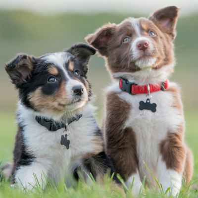 Board and Train - Puppy Foundations