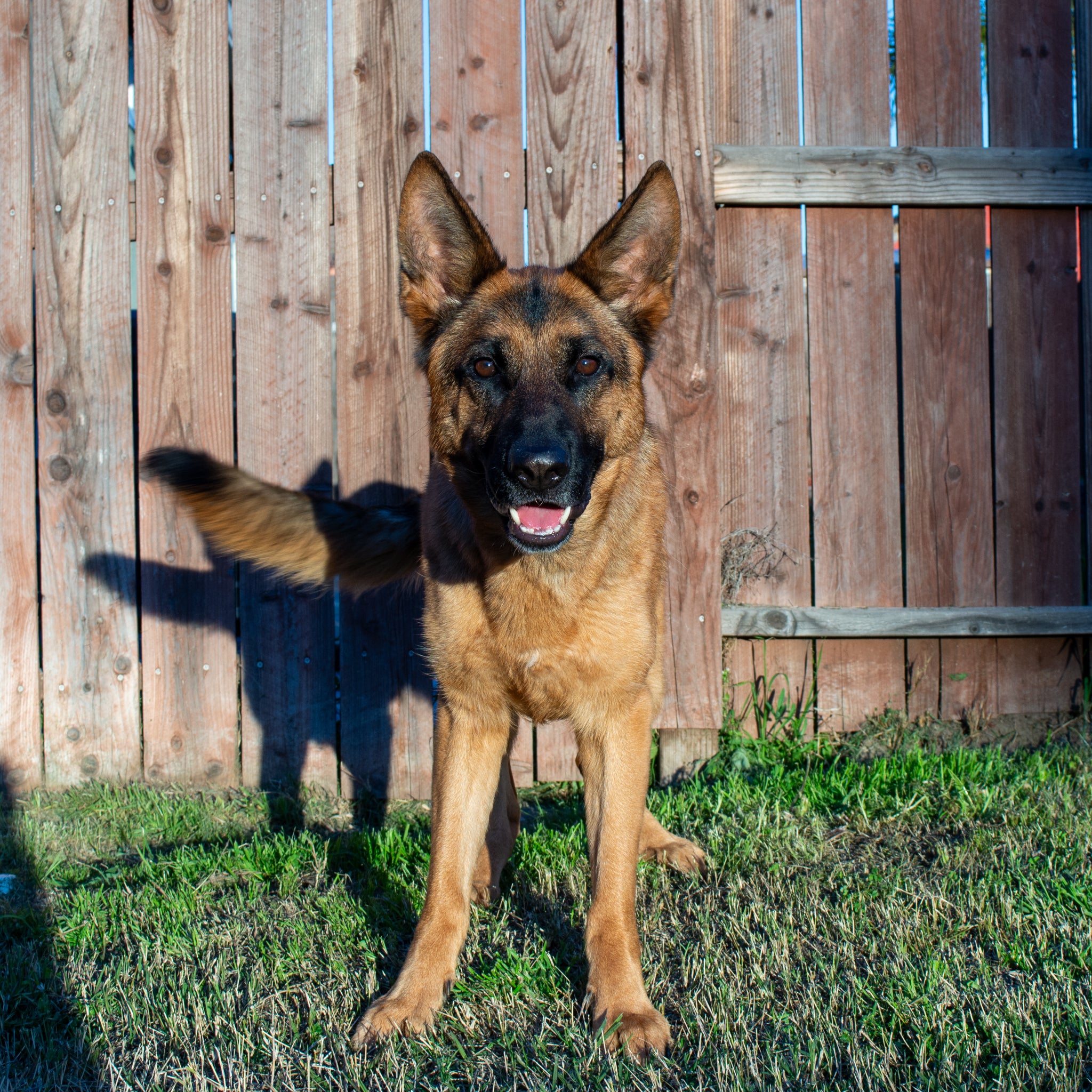 Sage Von Zaragoza at K9 Courage Dog Training in Manteca getting her ready for her BH title.