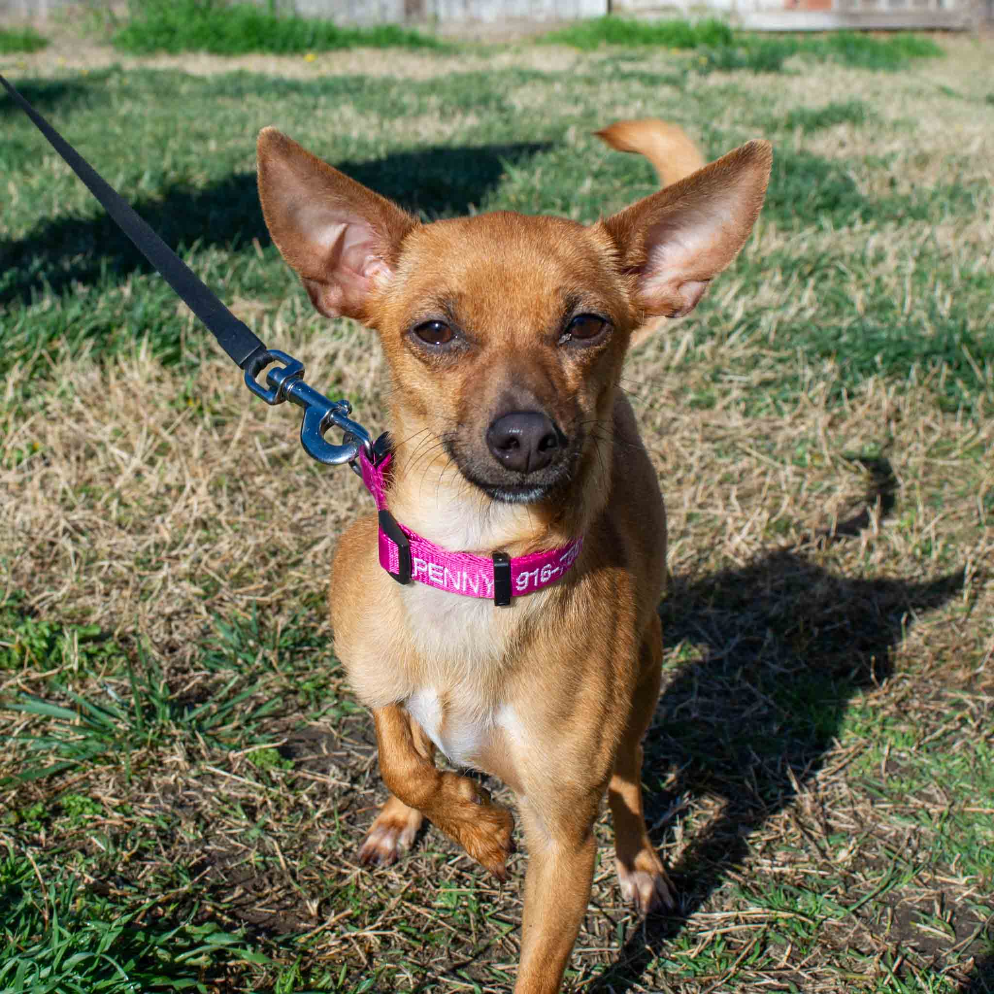 Dog learning loose leash walking during board and train program K9 Courage Dog Training, Manteca CA