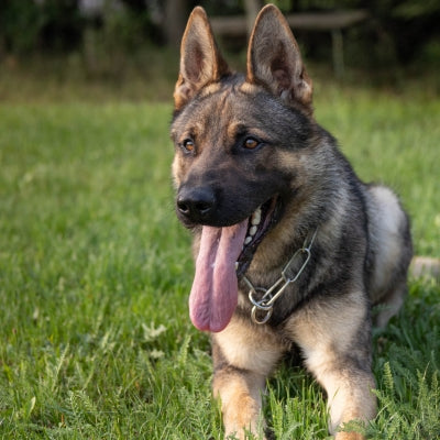 Dog Training Services for east bay area cities