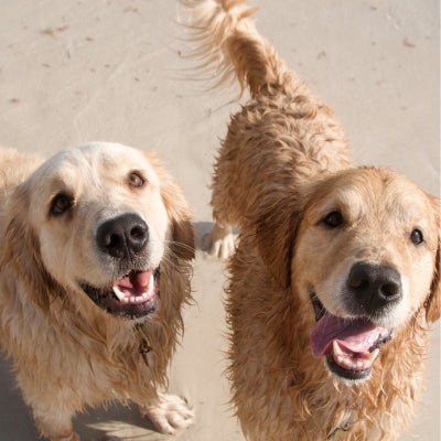 Obedience Dog Training doesn't have to be difficult our two golden retrievers love to do obedience.