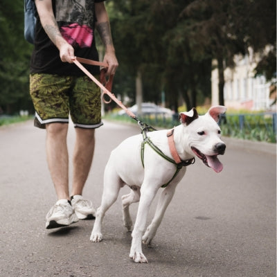 Does your dog bark at neighbors or try to bite them? Our expert dog trainers provide world class dog training, transforming problem behaviors into reliable obedience.