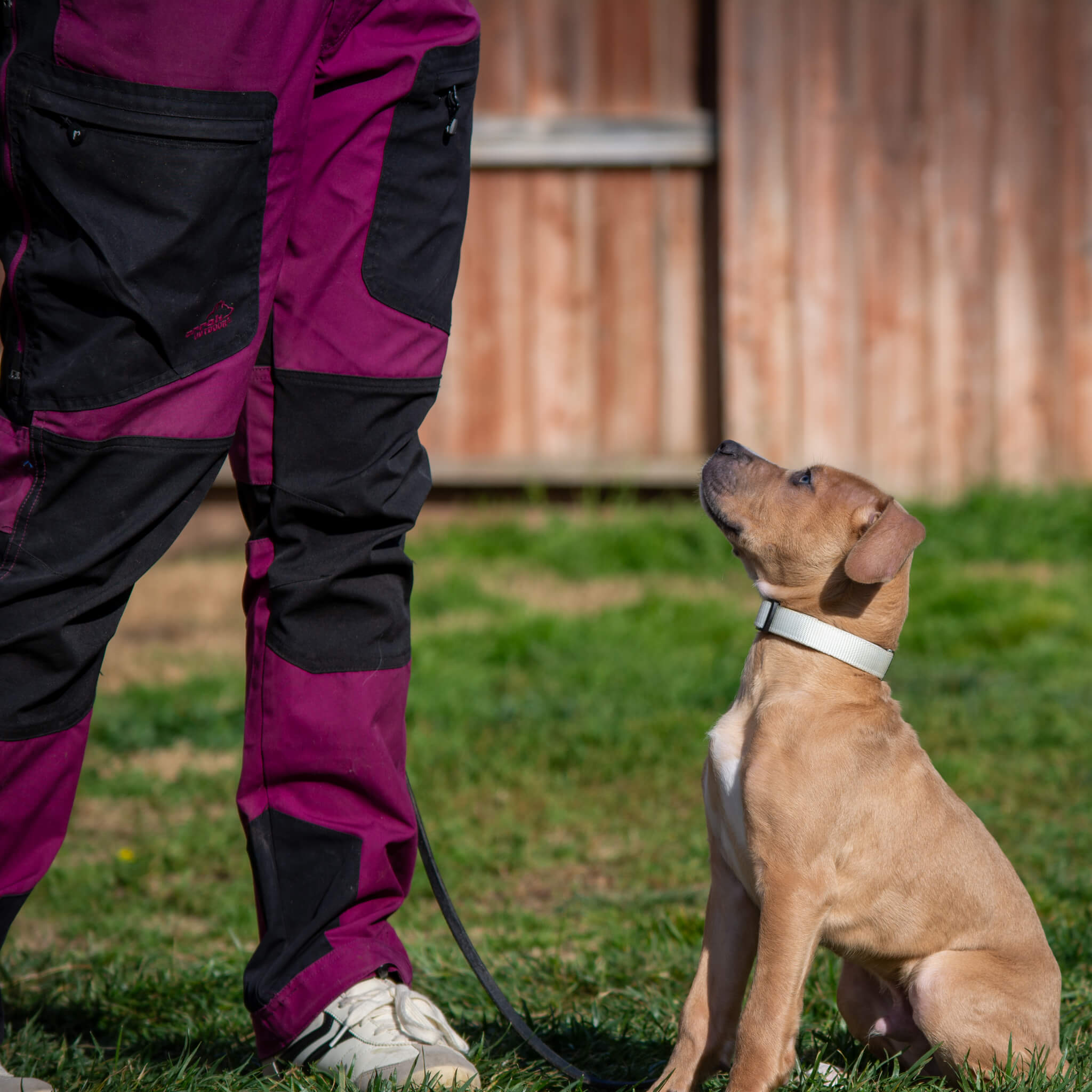 K9 Courage Chopo Pitbull Puppy Sit Command Training Manteca CA
