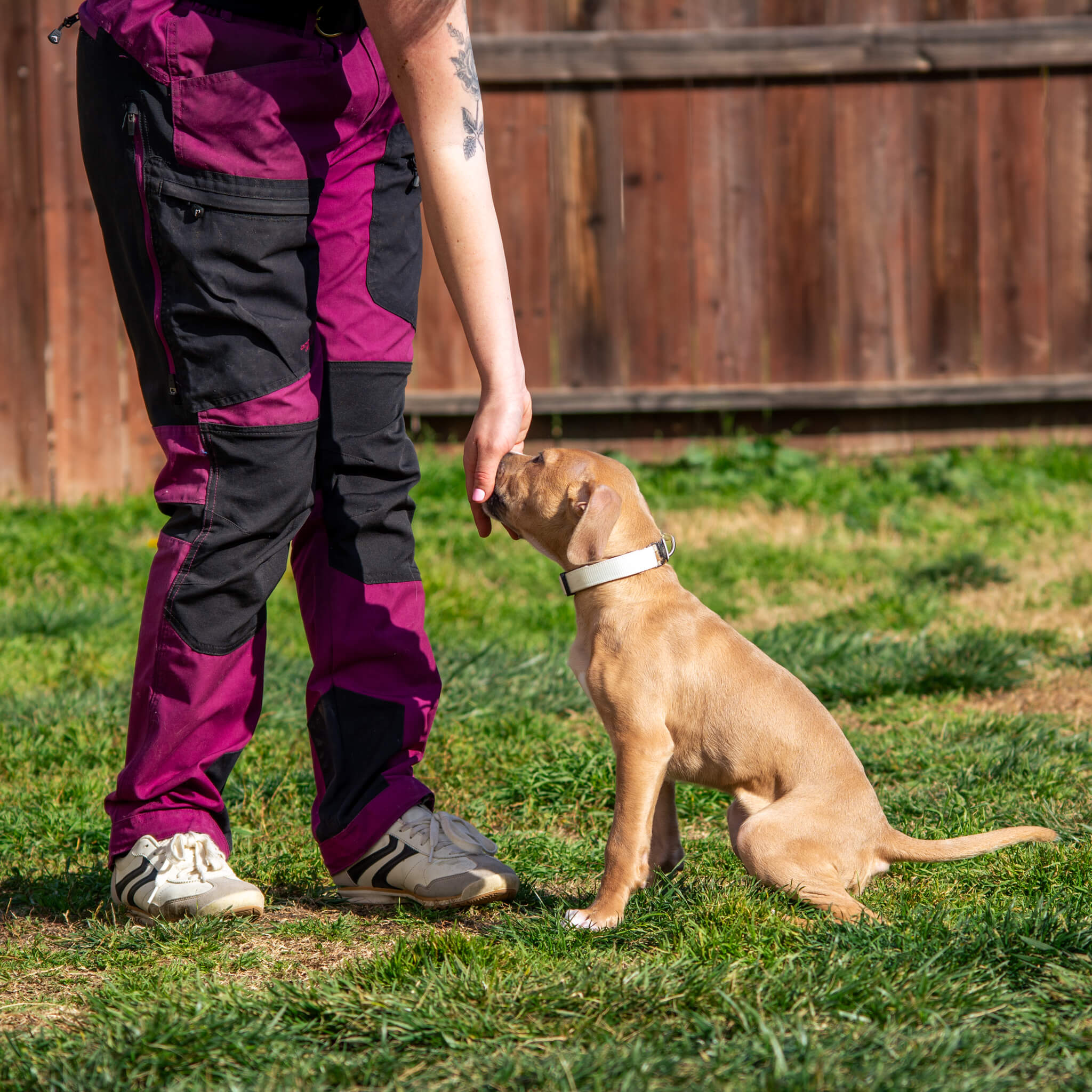 K9 Courage Pitbull Puppy Treat Training Manteca CA