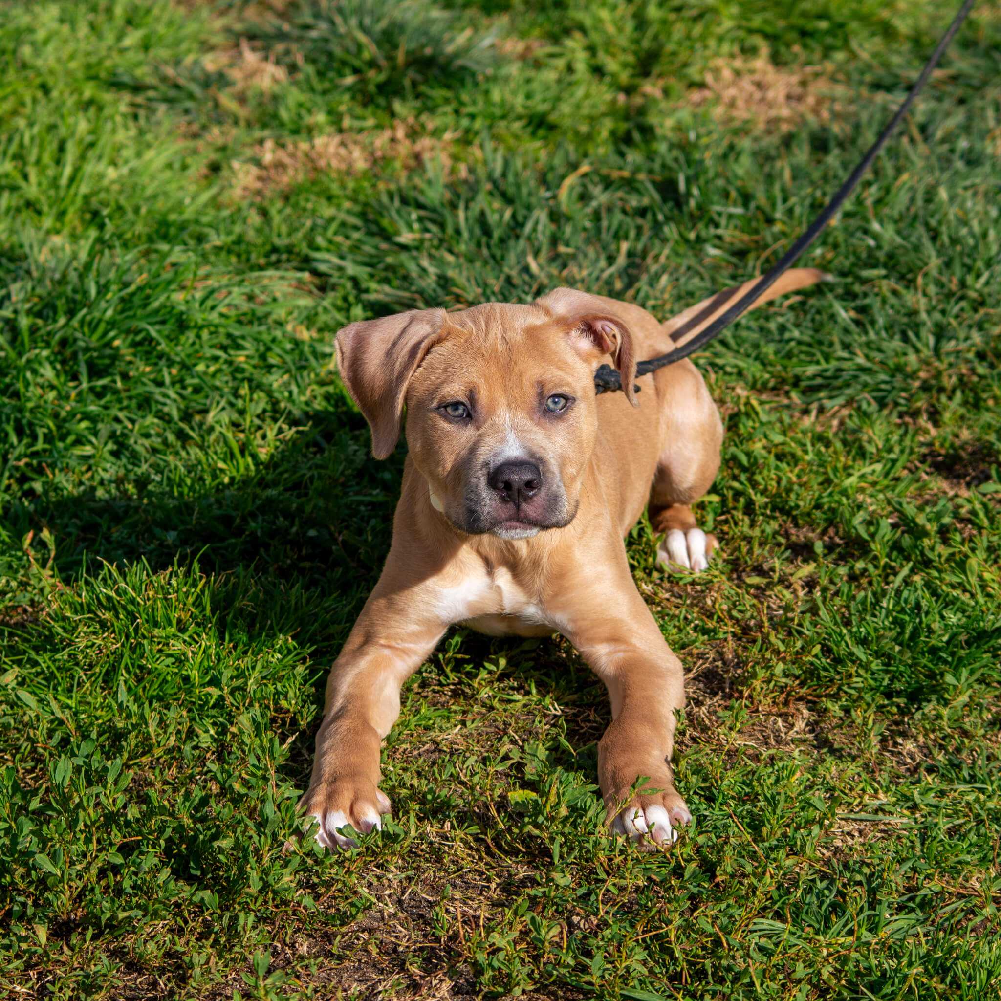 Pitbull puppy lying on leash during obedience training session with K9 Courage dog trainer in Manteca California