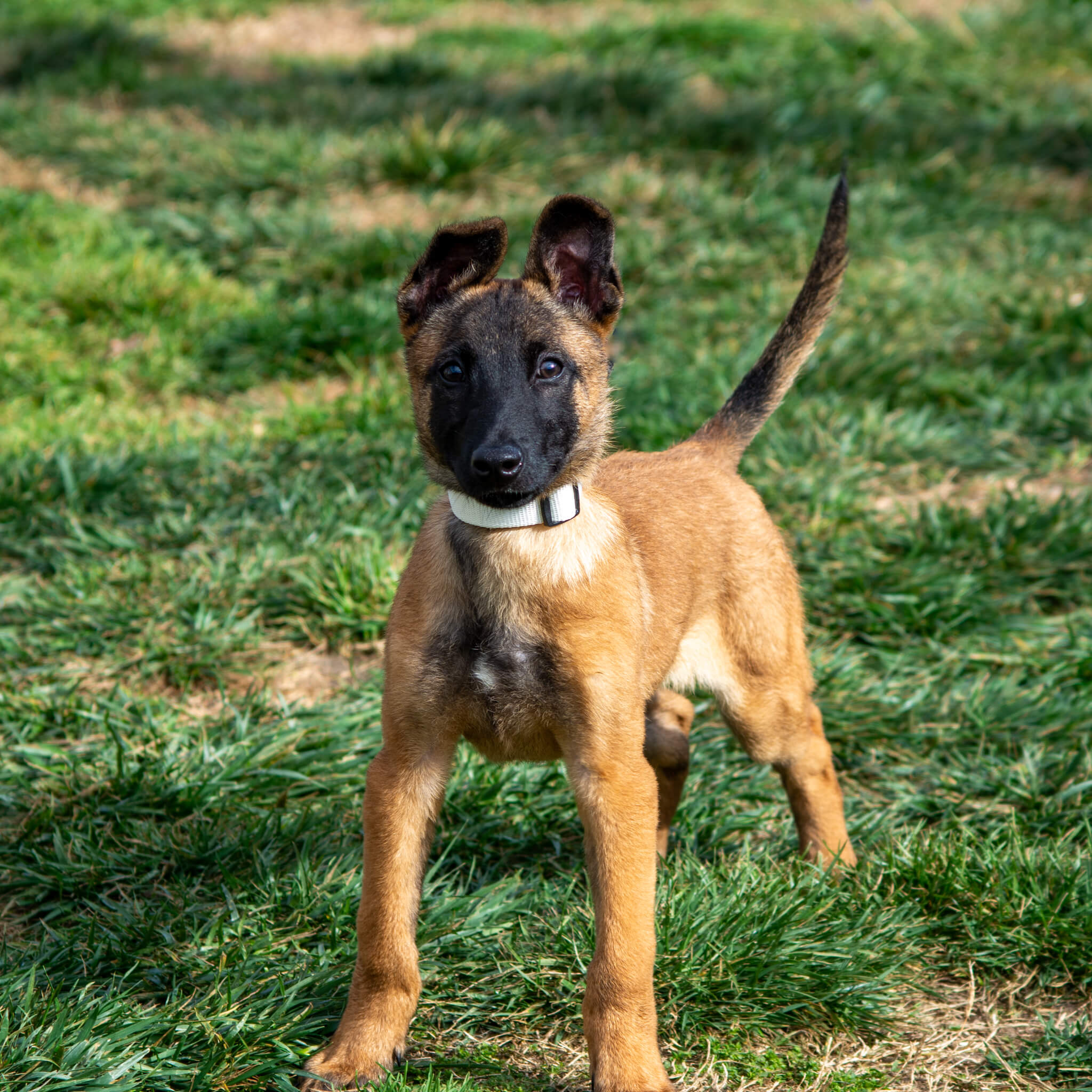 Puppy during foundations training | K9 Courage puppy training for Tracy CA families